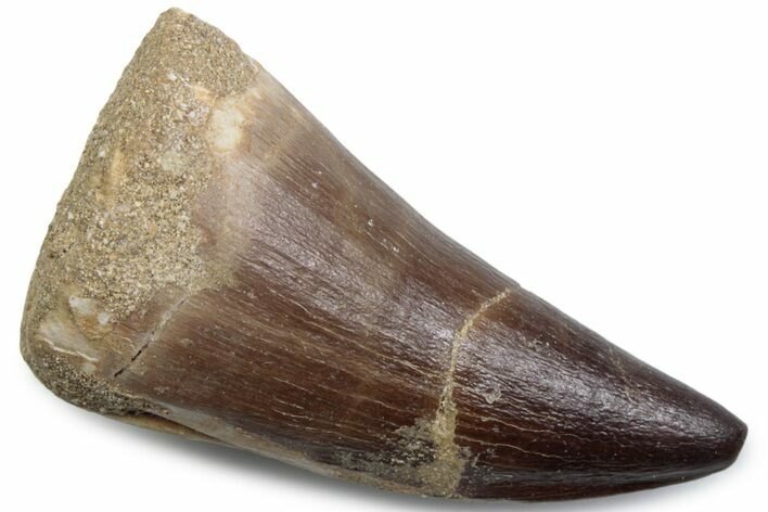 Fossil Mosasaur (Mosasaurus) Tooth - Morocco #384025